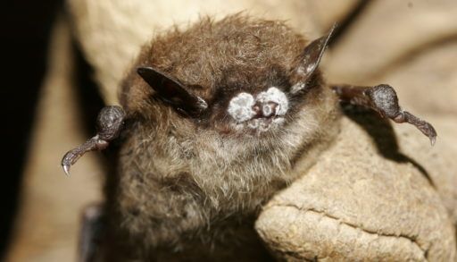 close-up of bat with white nose fungus