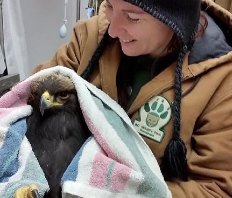 rescued golden eagle