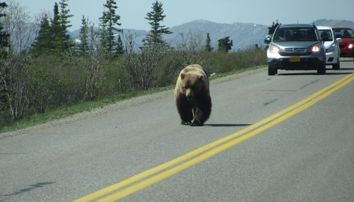 Grizzly on a road in front of a car