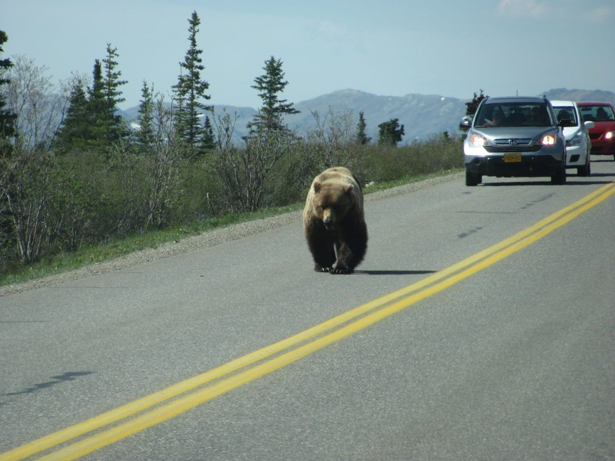 Grizzly on a road in front of a car