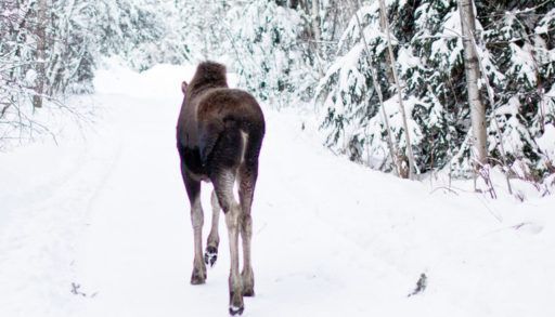 moose release in quebec