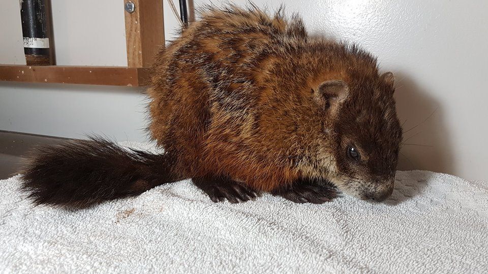 groundhog rescued blizzard