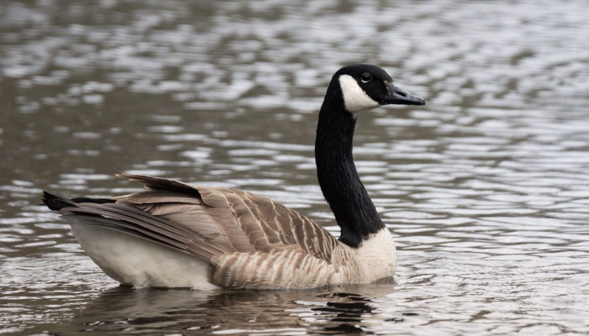 Canada Goose