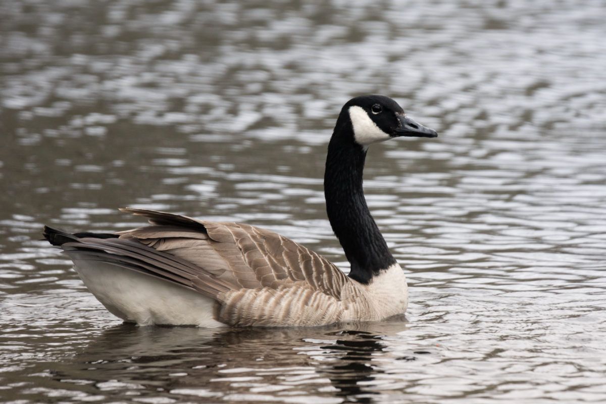 Canada Goose