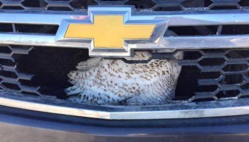 Owl stuck in truck grille