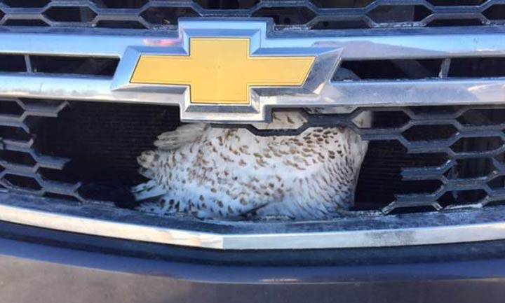Owl stuck in truck grille