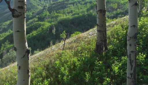 Trees on the Alberta foothills