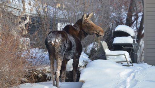 moose at Window of house looking in