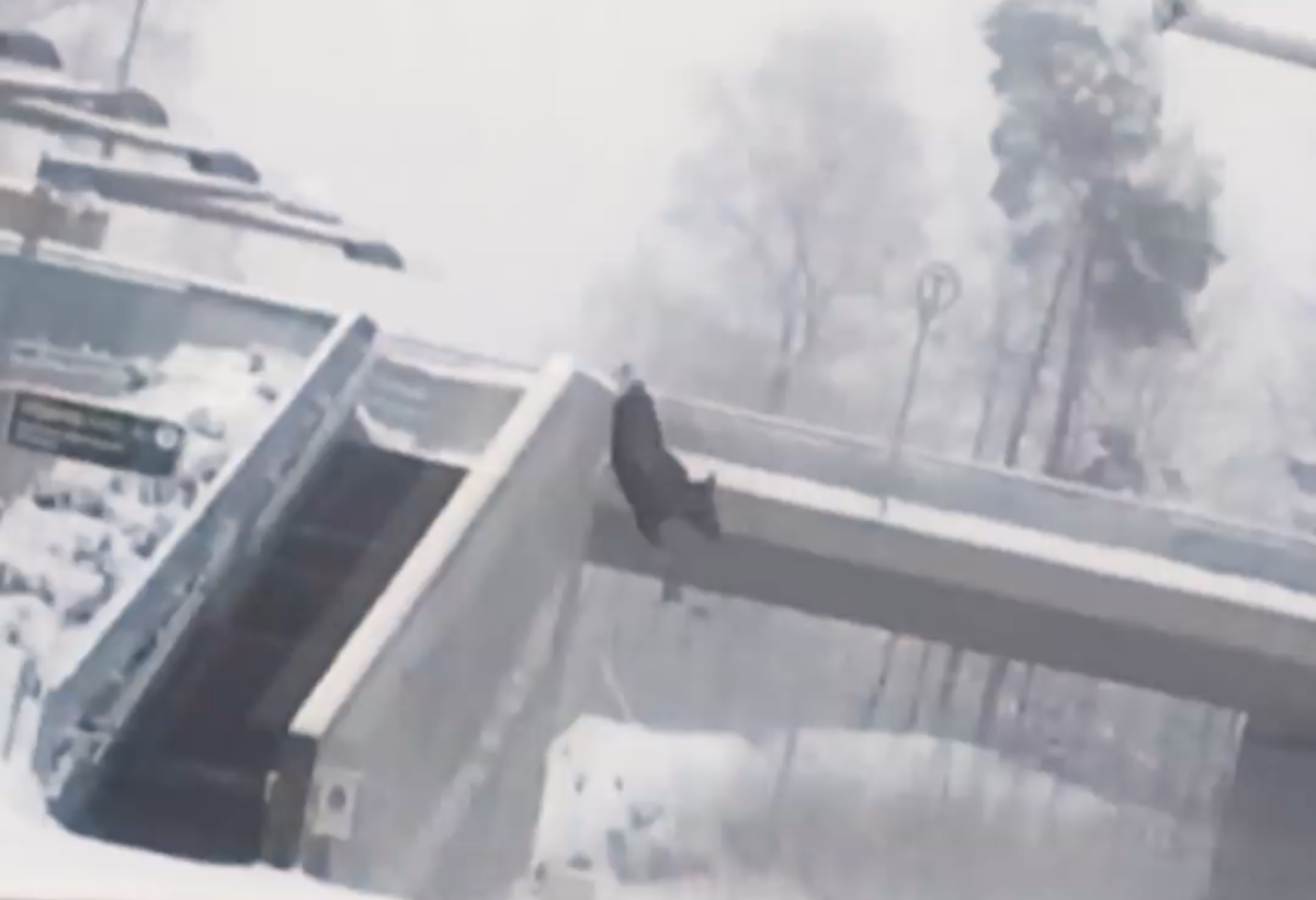 Moose jumping off bridge