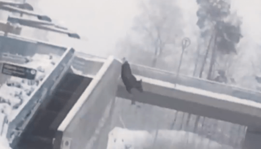 Moose jumping off bridge