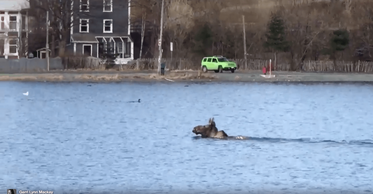 moose swimming in Quidi Vidi Lake