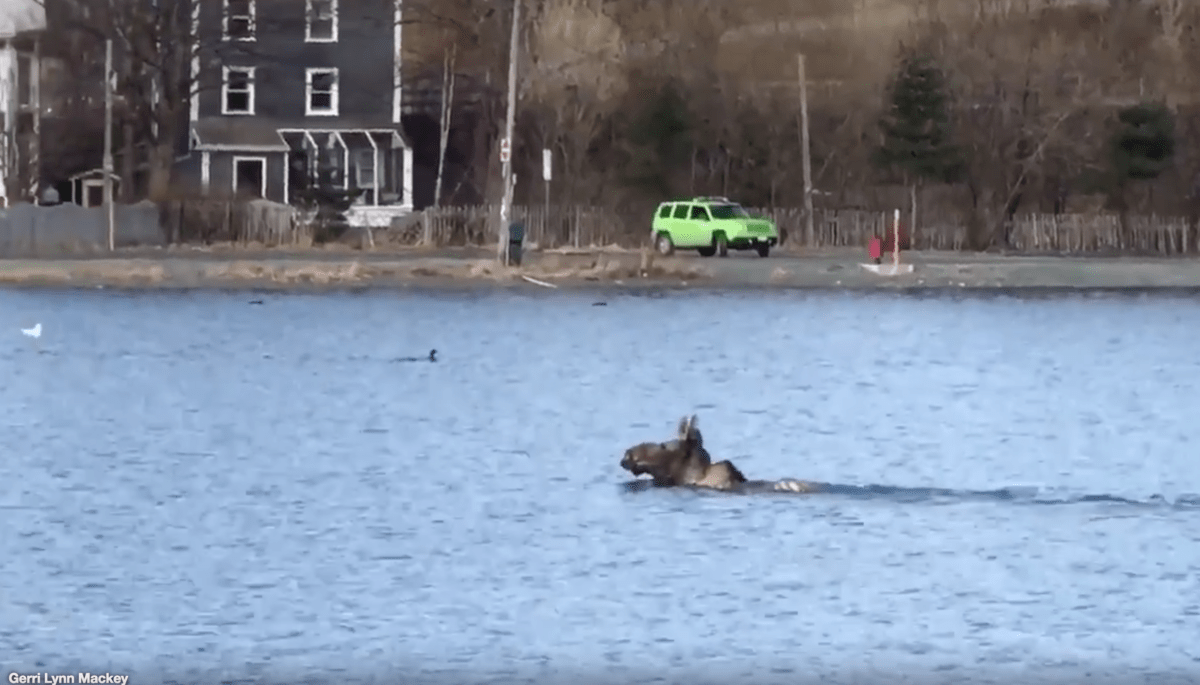 moose swimming in Quidi Vidi Lake