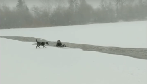 Woman rescues dog from Trout Lake
