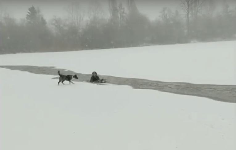 Woman rescues dog from Trout Lake