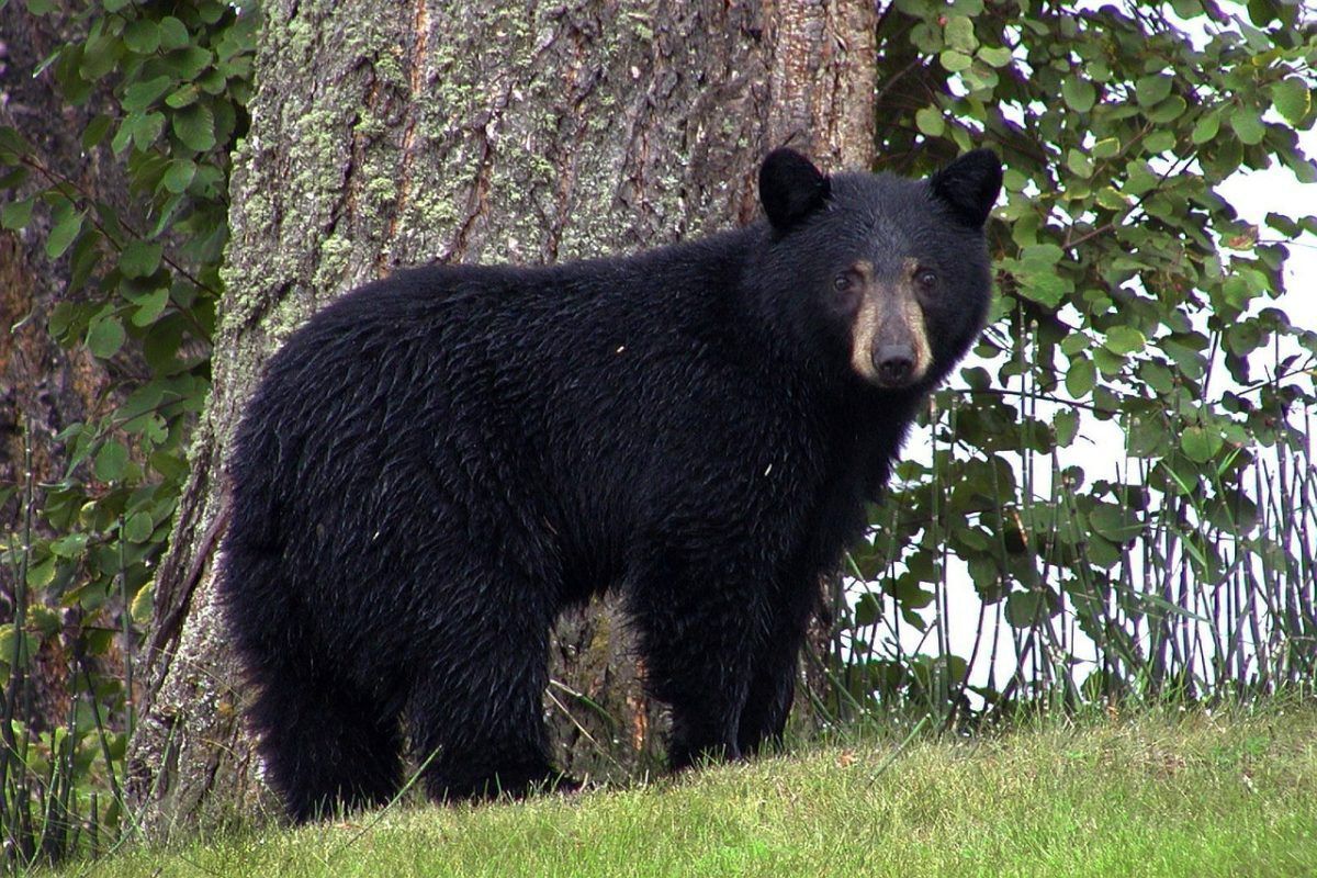 Black bear in front of a tree
