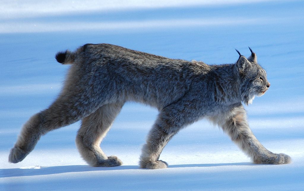 Lynx walking on snow