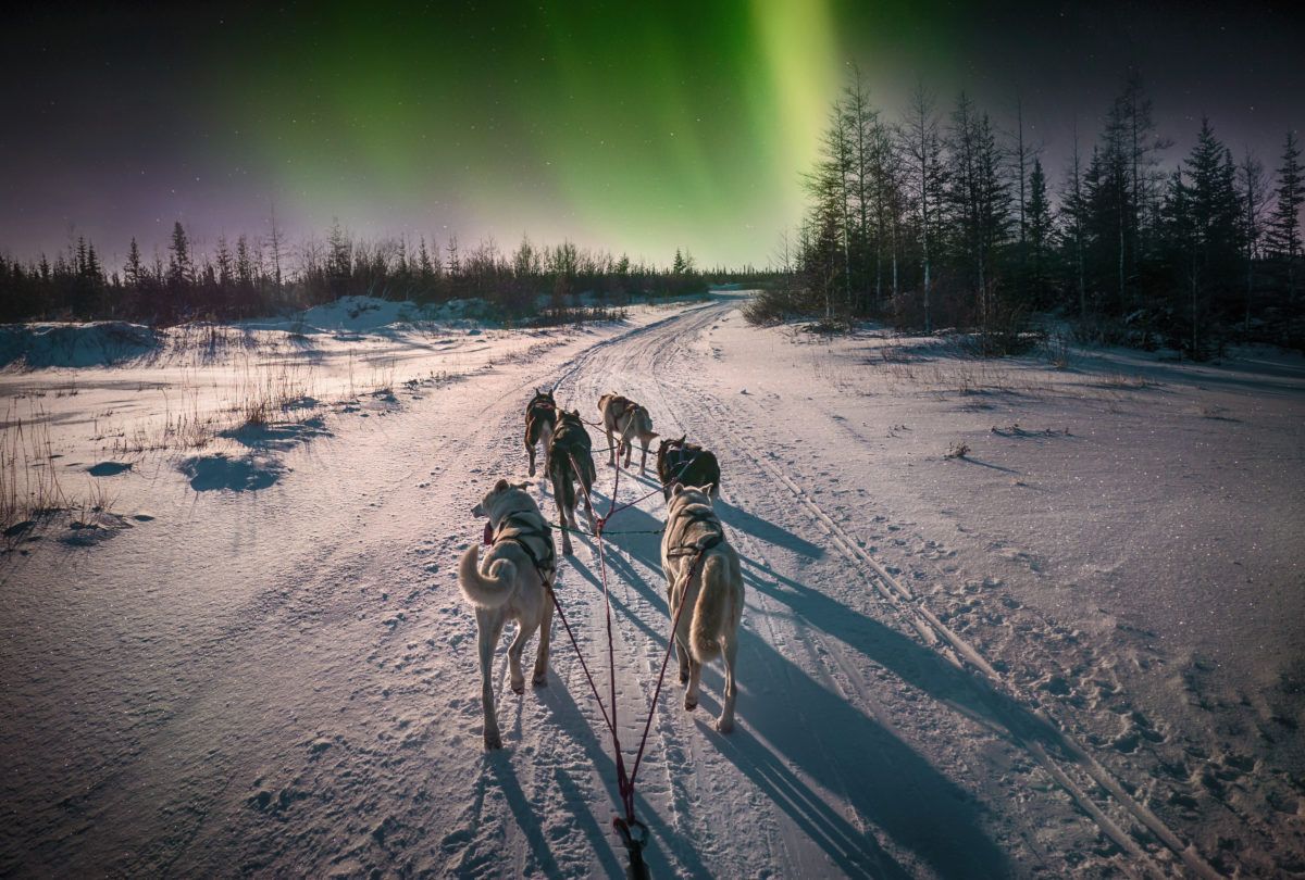 huskies-under-northern-lights-in-Canada