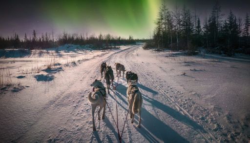huskies-under-northern-lights-in-Canada