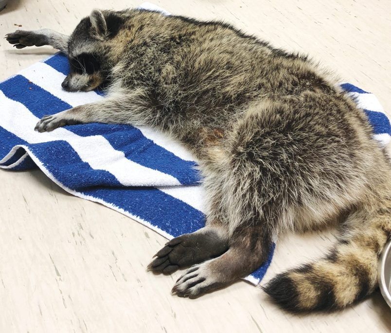 stoned raccoon