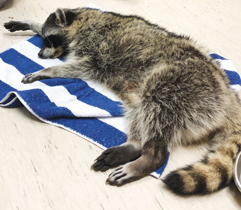stoned raccoon