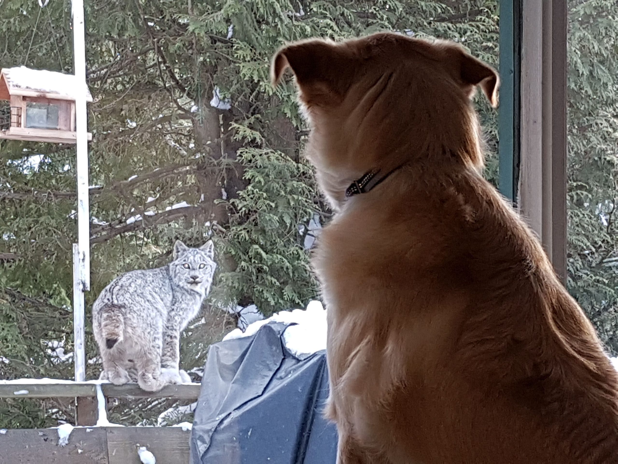 dog and lynx looking at each other through window