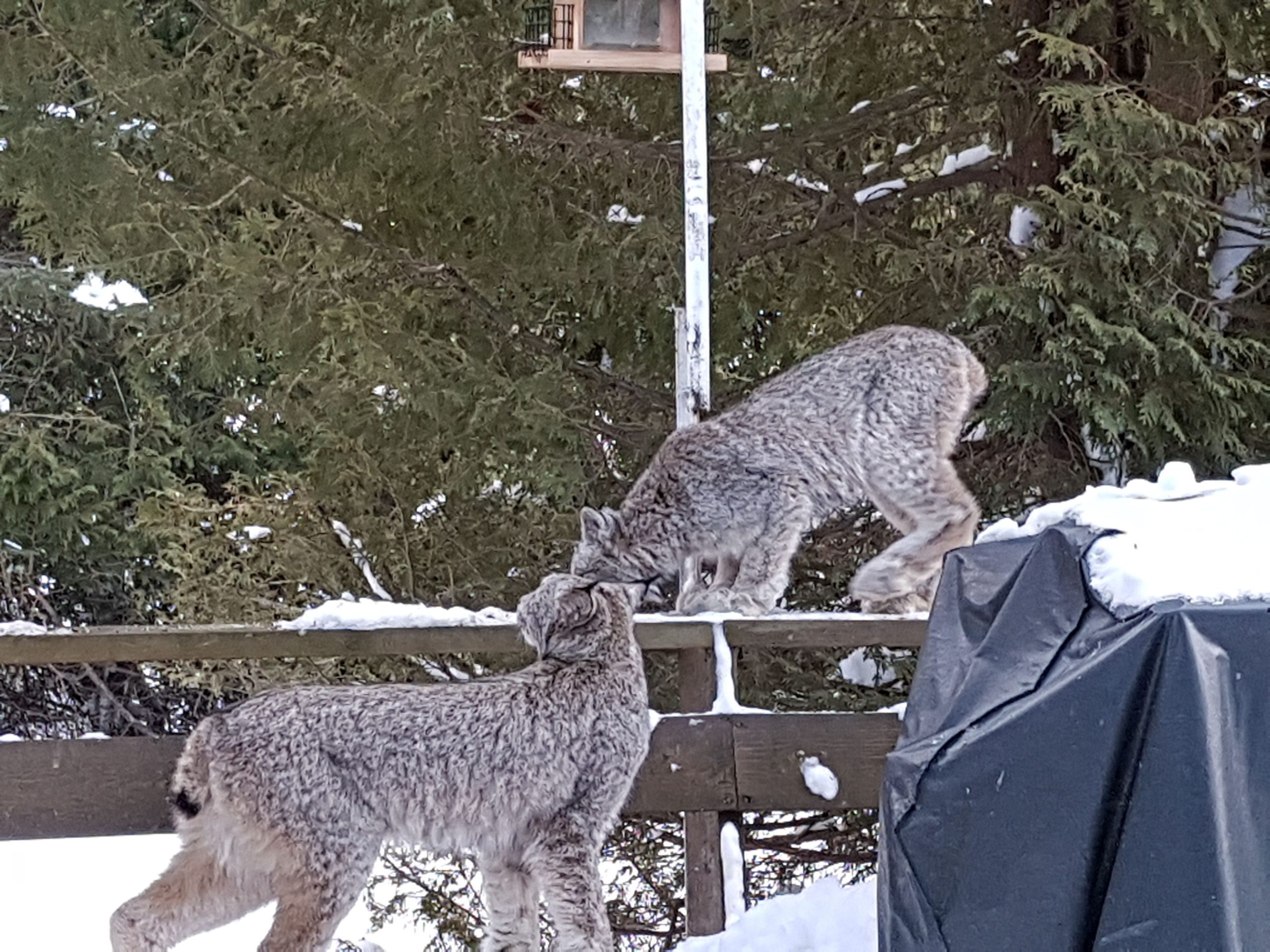two lynx looking around on porch
