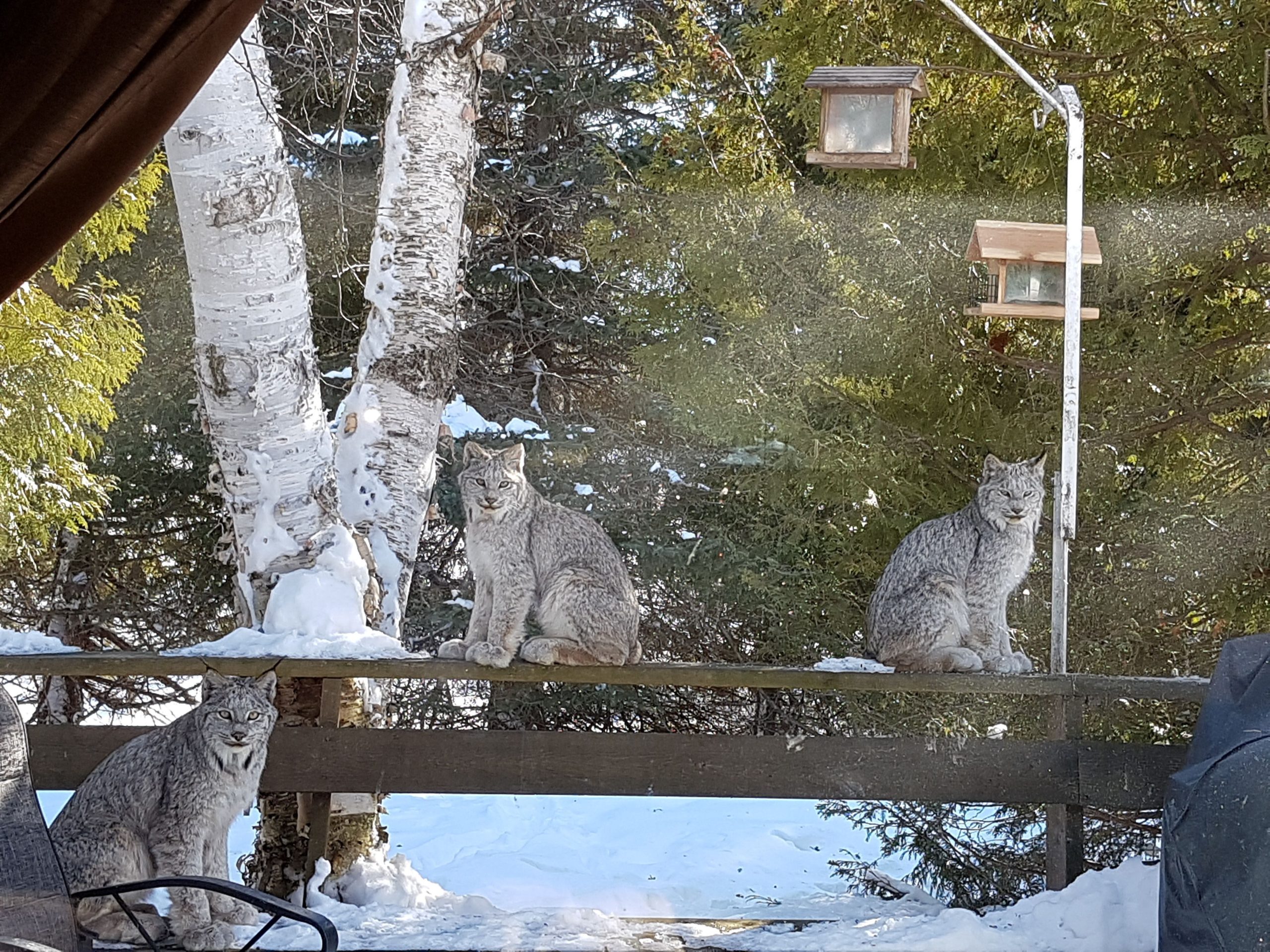 two lynx on porch