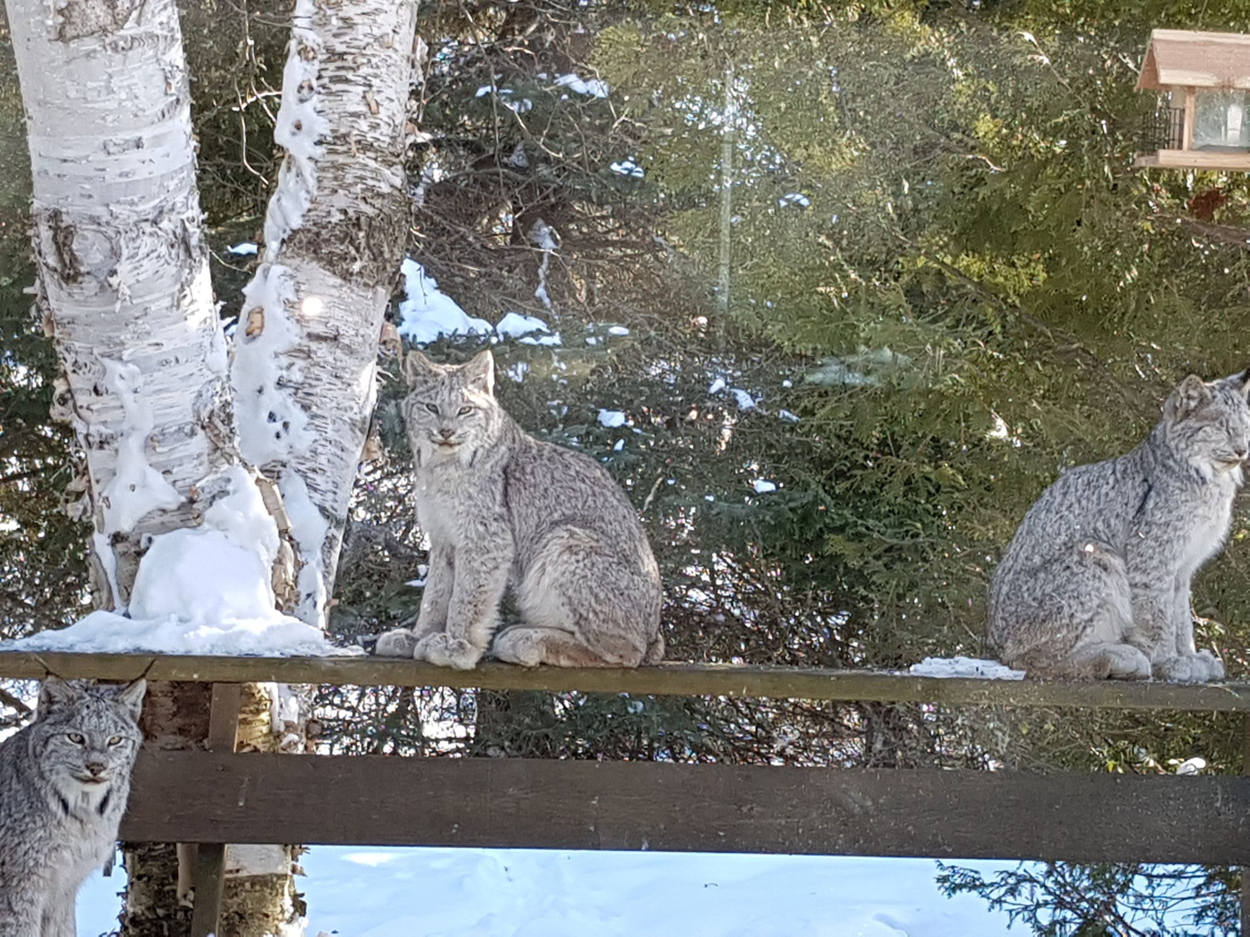 two lynx sitting on porch