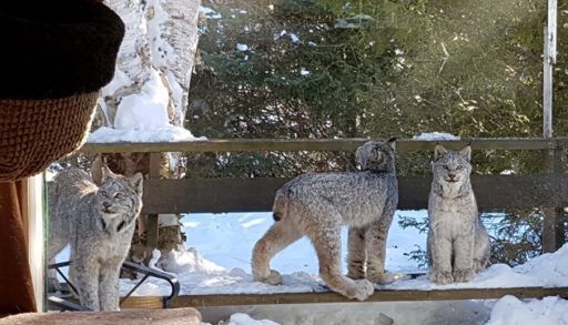 three lynx on a porch