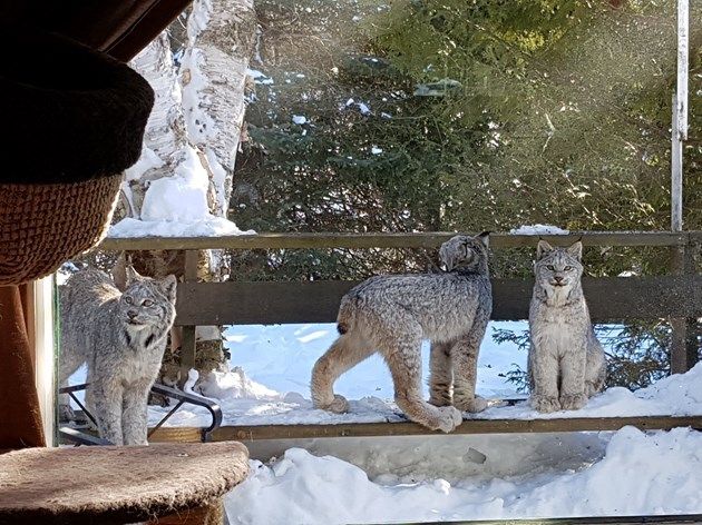 three lynx on a porch