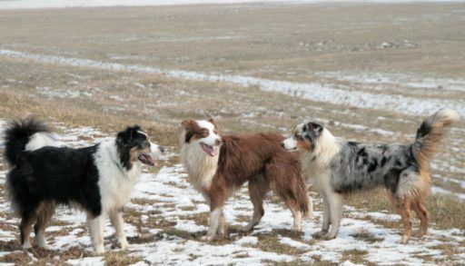 Australian Shepherds