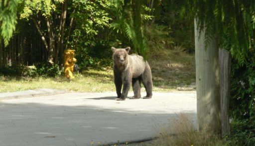 grizzly bear on forest road