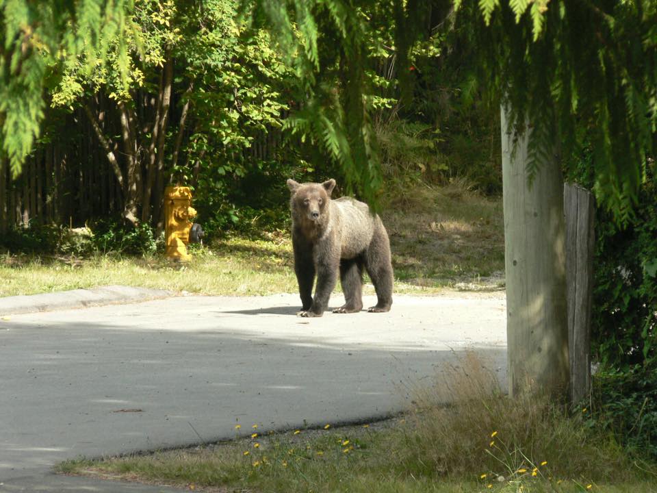 grizzly bear on forest road