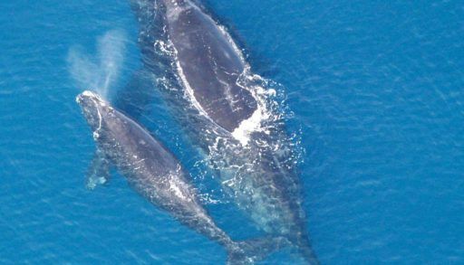 Right whale adult and calf from above