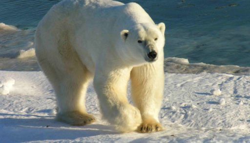 Polar Bear