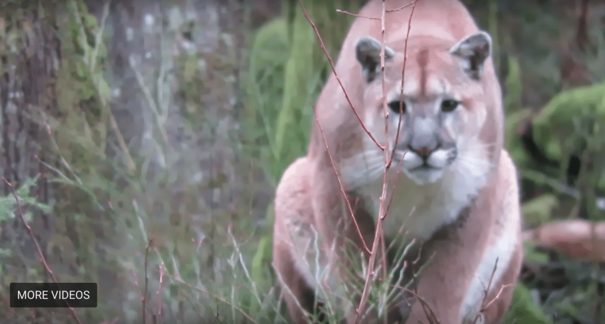 cougar looking intently into camera