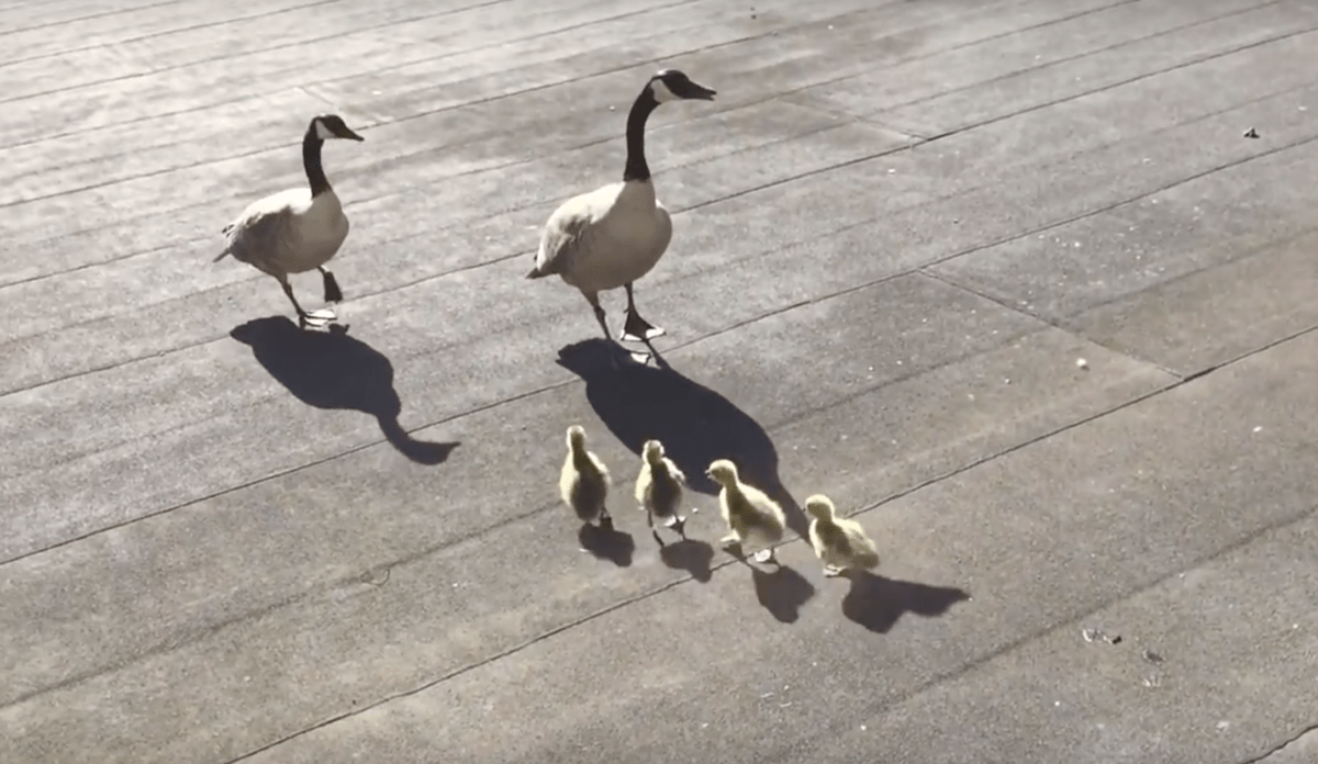 adult and baby geese on a balcony
