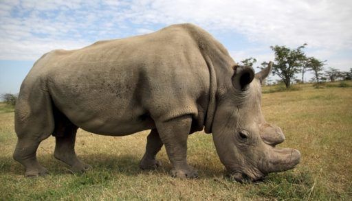Sudan the white rhino in a field