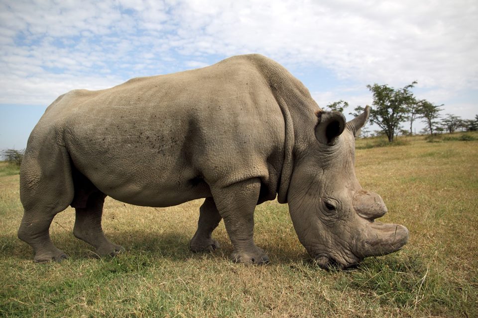 Sudan the white rhino in a field