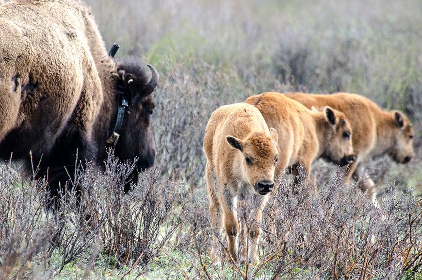 Adult bison near three calves