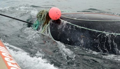Right whale entangled in fishing equipment
