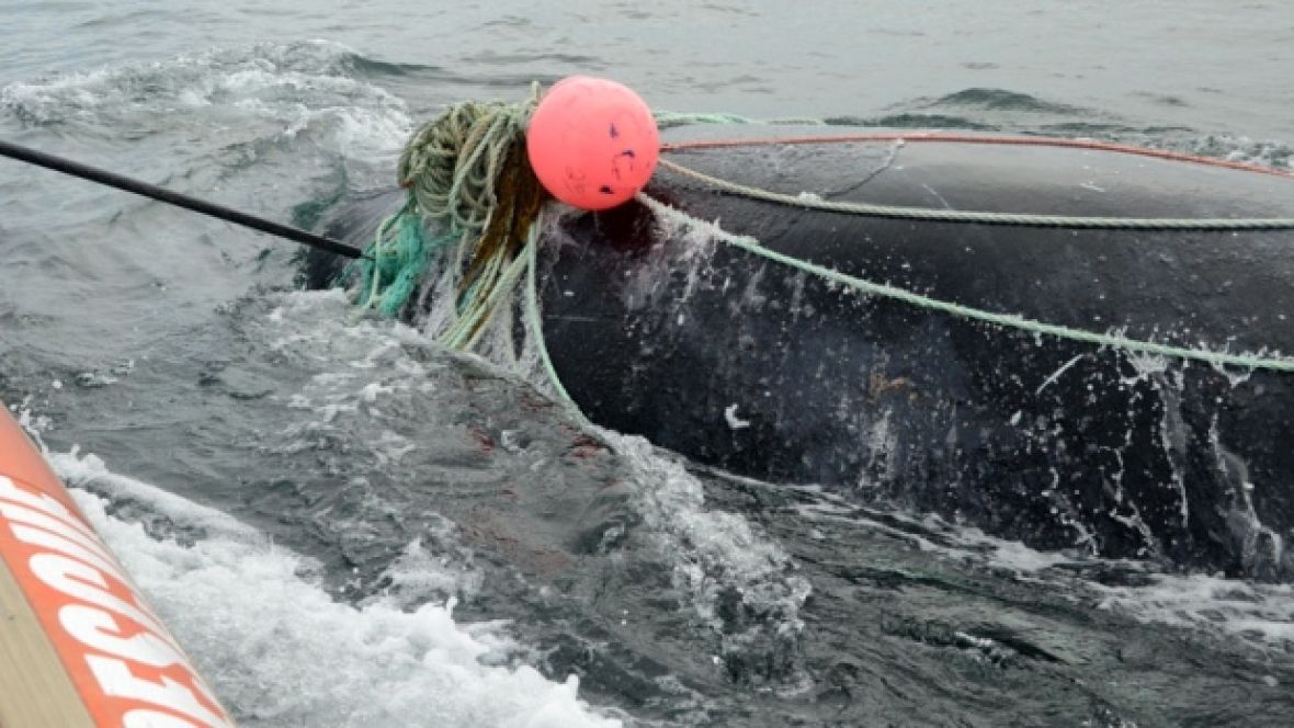 Right whale entangled in fishing equipment