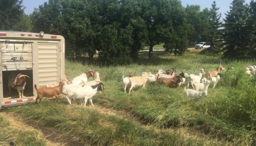 Goats in an overgrown park