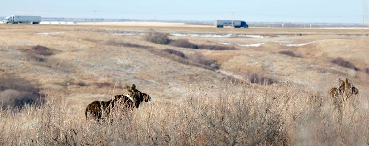 Moose on Saskatchewan prairie