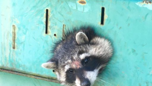 Raccoon with head stuck in hole in a metal structure