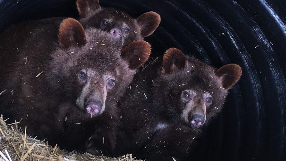 Banff bear cubs reluctant to emerge from hibernation
