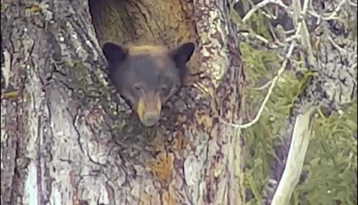 Bear head poking out of hole in tree