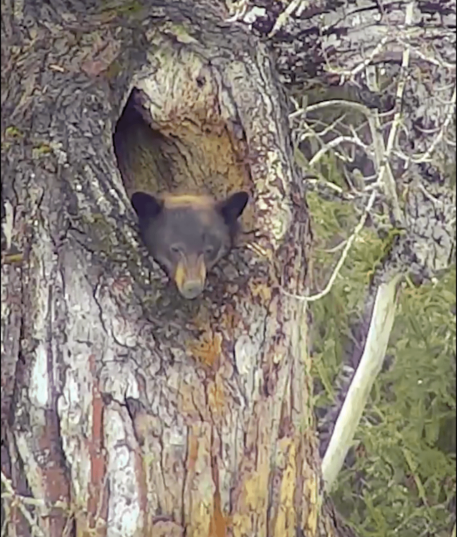 Bear head poking out of hole in tree
