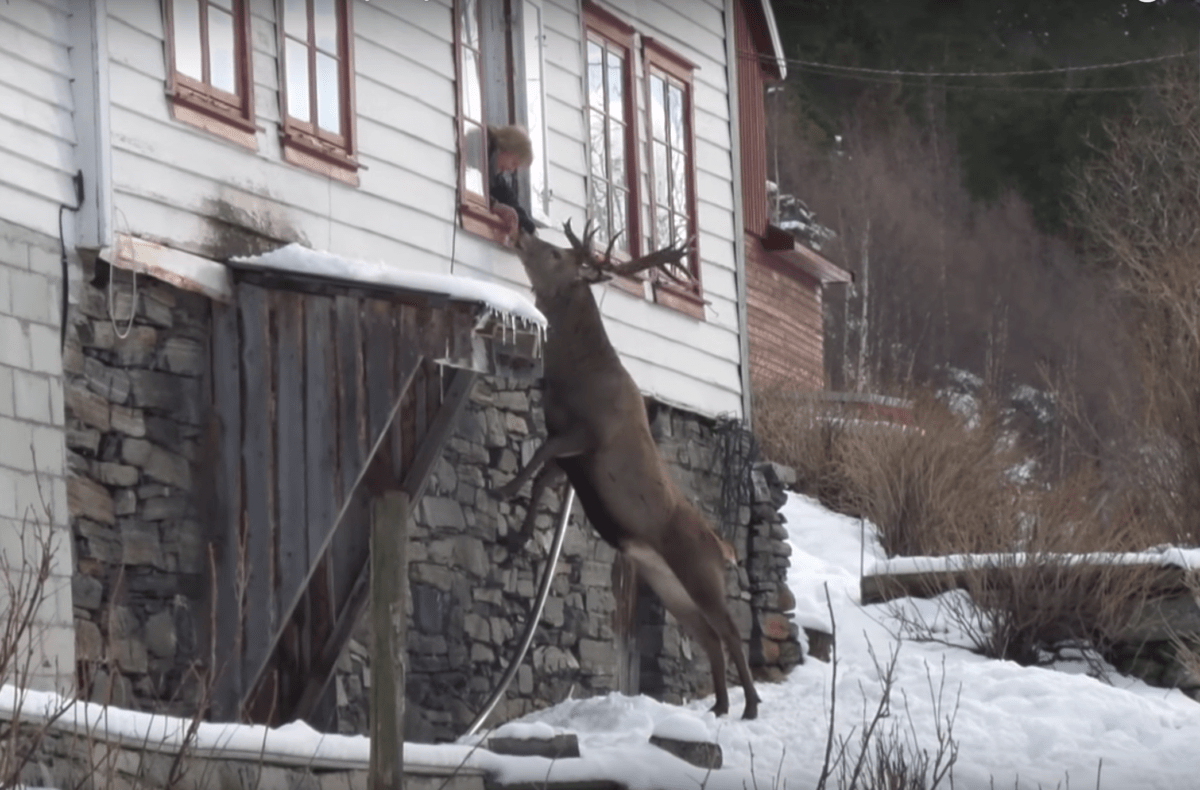 Stag eating from woman's hand