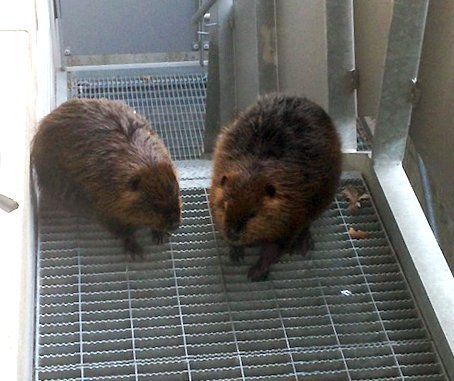 Two beavers on Ottawa Airport stairwell